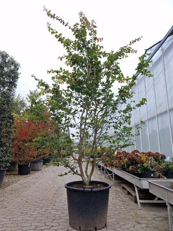 Parrotia persica 250-300 cm container single - image 2