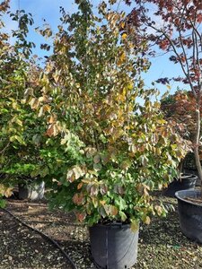 Parrotia persica 250-300 cm container single - image 3