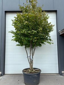 Parrotia persica 250-300 cm container single