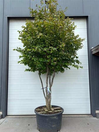 Parrotia persica 250-300 cm container single - image 1