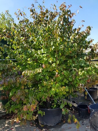 Parrotia persica 300-350 cm container solitair - afbeelding 2