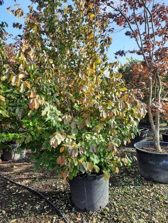 Parrotia persica 300-350 cm container single - image 3