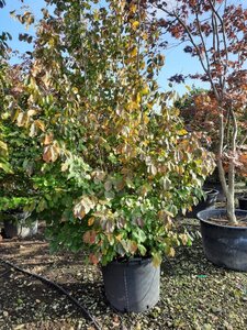 Parrotia persica 300-350 cm container single - image 3