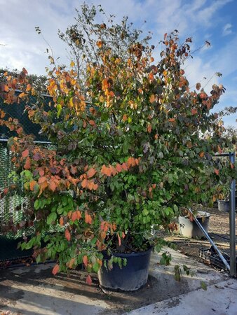 Parrotia persica 300-350 cm container single - image 4