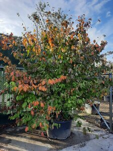 Parrotia persica 300-350 cm container single - image 4