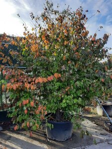 Parrotia persica 300-350 cm container single
