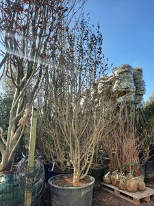 Parrotia persica 300-350 cm container single - image 5