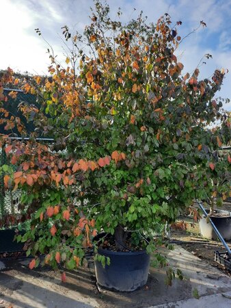 Parrotia persica 300-350 cm container single - image 6