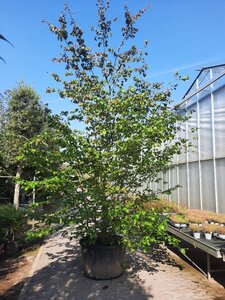Parrotia persica 350-400 cm container solitair - afbeelding 5