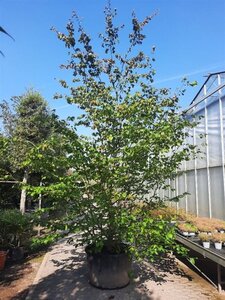 Parrotia persica 350-400 cm container single - image 2