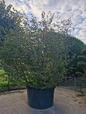 Parrotia persica 350-400 cm container single - image 1