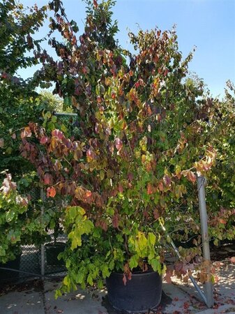 Parrotia persica 350-400 cm container single - image 3