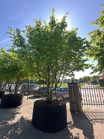 Parrotia persica 400-500 cm container single - image 1