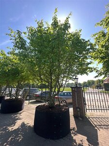 Parrotia persica 400-500 cm container single