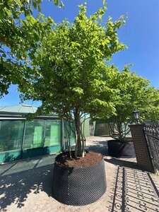 Parrotia persica 400-500 cm container single - image 2