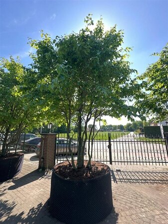 Parrotia persica 400-500 cm container single - image 3