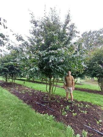Parrotia persica 400-500 cm container single - image 4