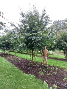 Parrotia persica 400-500 cm container single - image 4