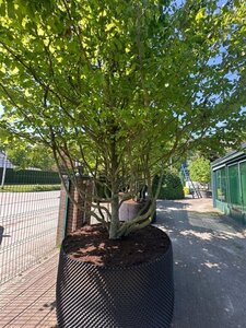 Parrotia persica 400-500 cm container single - image 5