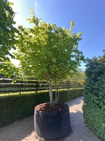 Parrotia persica 400-500 cm container single - image 6