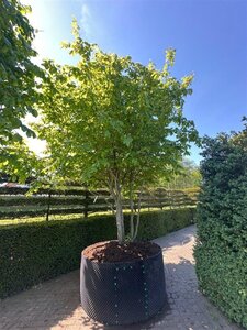 Parrotia persica 400-500 cm container single - image 6