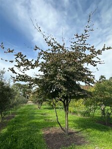 Parrotia persica 500-600 cm draadkluit solitair