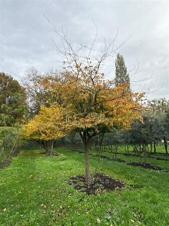 Parrotia persica 500-600 cm draadkluit solitair - afbeelding 5