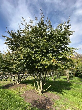 Parrotia persica 500-600 cm draadkluit solitair - afbeelding 2
