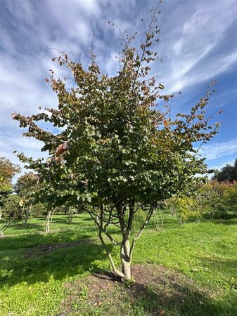 Parrotia persica 500-600 cm draadkluit solitair - afbeelding 3