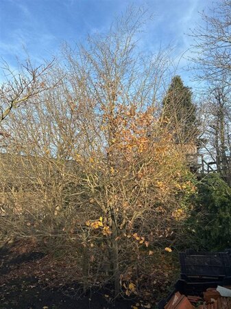 Parrotia persica 500-600 cm draadkluit solitair - afbeelding 7