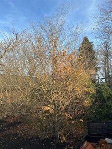 Parrotia persica 500-600 cm draadkluit solitair - afbeelding 7