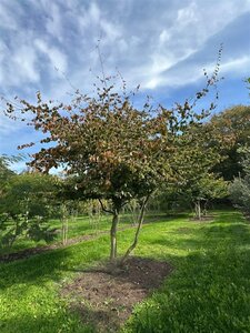 Parrotia persica 500-600 cm draadkluit solitair - afbeelding 5