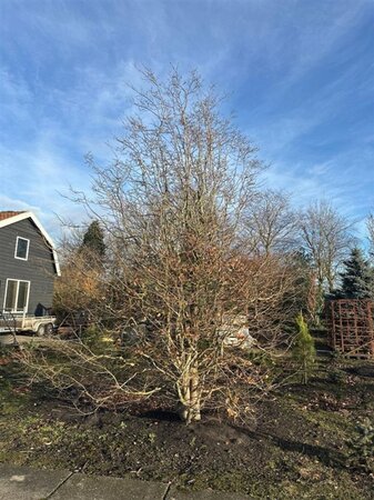 Parrotia persica 500-600 cm draadkluit solitair - afbeelding 8