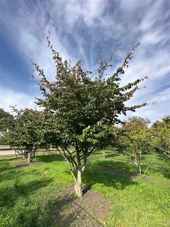 Parrotia persica 500-600 cm draadkluit solitair - afbeelding 6