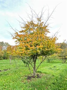 Parrotia persica 500-600 cm WRB single - image 3