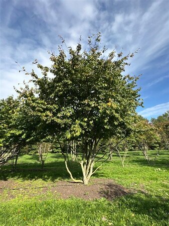 Parrotia persica 500-600 cm WRB single - image 4