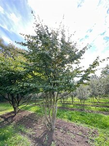 Parrotia persica 600-700 cm draadkluit solitair - afbeelding 3