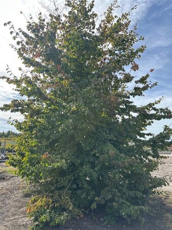 Parrotia persica 600-700 cm draadkluit solitair - afbeelding 1
