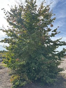Parrotia persica 600-700 cm draadkluit solitair