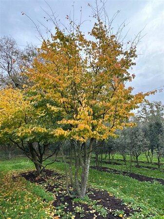 Parrotia persica 600-700 cm WRB single - image 2