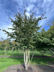 Parrotia persica 600-700 cm WRB single - image 2