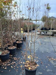 Parrotia persica Persian Spire 175-200 cm cont. 35L solitair