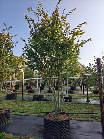 Parrotia persica 'Vanessa' 300-350 cm airpot solitair struik - afbeelding 2