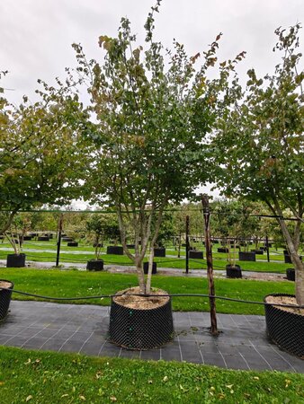 Parrotia persica 'Vanessa' 300-350 cm airpot solitair struik - afbeelding 5