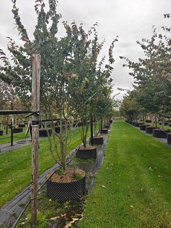 Parrotia persica 'Vanessa' 300-350 cm  single bushes - image 1