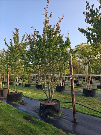 Parrotia persica 'Vanessa' 300-350 cm  single bushes - image 3