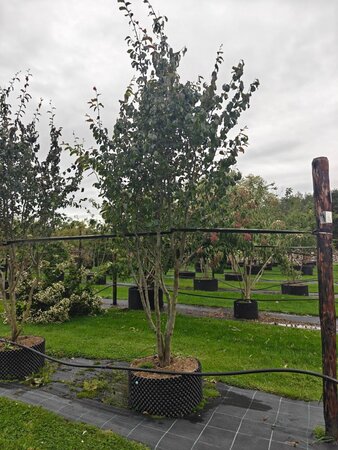 Parrotia persica 'Vanessa' 300-350 cm  single bushes - image 4