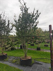 Parrotia persica 'Vanessa' 300-350 cm  single bushes - image 4