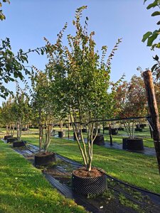 Parrotia persica 'Vanessa' 300-350 cm  single bushes - image 6