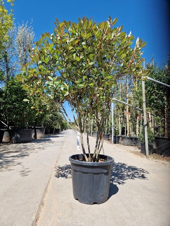 Photinia fraseri 'Robusta Compacta' 125-150 cm container solitair - afbeelding 1